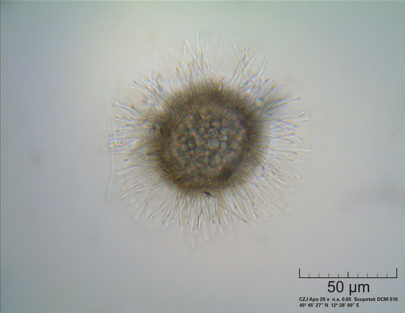 Acanthocystis turfacea